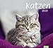 Produktbild times&more Katzen Bildkalender - Kalender 2019