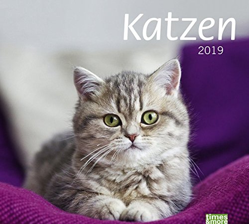 Preisvergleich Produktbild times&more Katzen Bildkalender - Kalender 2019