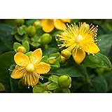 Lexa Johanniskraut geschnitten 500 g