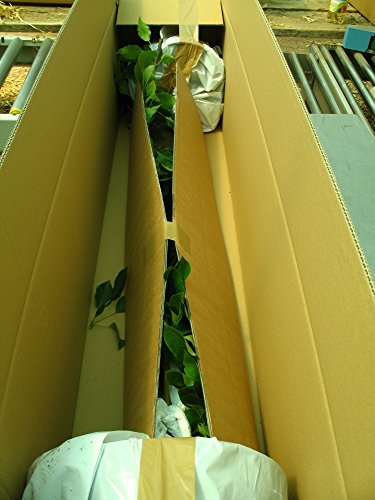 Johannisbeerstrauch, Rosetta, Strauch, Beerenobst, Johannisbeere rot, 60 cm, im Kübel, mit Dünger, Ribes rubrum, Obststrauch winterfest, EVRGREEN - 2