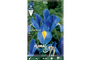 PERAGA GARDEN BULBI AUTUNNALI IRIS HOLLANDICA SAPPHIRE BEAUTY CONFEZIONE DA 10 BULBI BULBS BULBES
