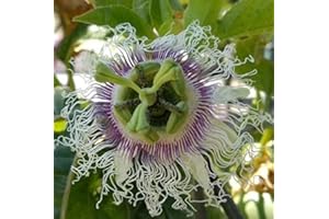 BLUMEN-SENF Winterharte Passionsblume Passiflora edulis 'Frederick' ca. 30 cm - exotische Schönheit - mehrjährige Kletterpflanze