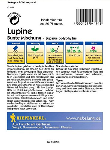 Lupine Bunte-Mischung - 2