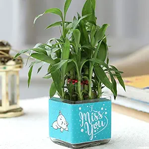 Ferns N Petals Two Layer Lucky Bamboo Plant in I Miss You Printed Blue Glass Vase