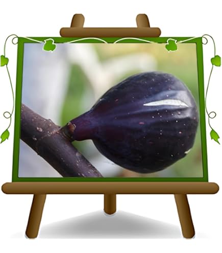 Fico Reale In Vaso 26 Cm - Pianta Da Frutto Antica, Alto Fino A 200 Cm, 4 Anni - Foto 12