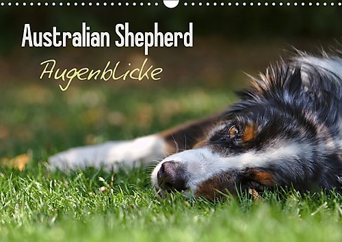 Preisvergleich Produktbild Australian Shepherd - Augenblicke (Wandkalender 2017 DIN A3 quer): Faszination Australian Shepherd - Berührende Augenblicke begleiten Sie durchs ganze ... (Monatskalender, 14 Seiten ) (CALVENDO Tiere)