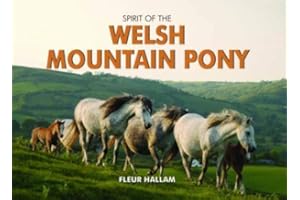 Spirit of the Welsh Mountain Pony