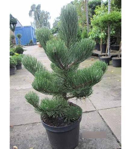 puzzle bonsai Evergreen Pine Bonsai