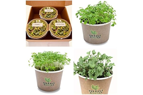 Cresson de Jardin Roquette et Brocoli Micro-pousses Graine à Germer Bio. Plantules Grandir Cultiver Croissante Légume Végétal Germes Microgreens