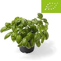 Frische Kräuter | Amazon.de