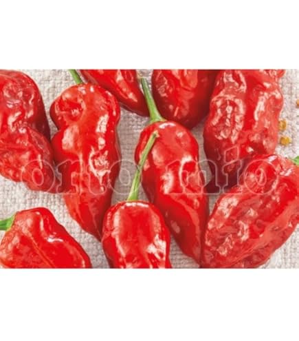 Pianta Di Peperoncino Trinidad Scorpion - Vaso 14 Cm, Pronta Per Trapianto, Made In Italy - Foto 6