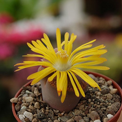 Lithops Mischung – Lebende Steine – 20 samen - 3