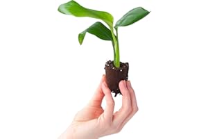 PLNTS - Baby Strelitzia Nicolai - Plantes d'intérieur - Fleur oiseau de paradis - Decoration chambre - Accessoires de décoration intérieure - Plante de Strelitzia - Boutures de 4cm - Hauteur 15cm