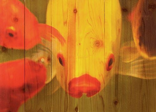 Gizaun Art Fish Lips 33-Inch by 24-Inch Inside/Outside Wall Art, Full Color on Cedar