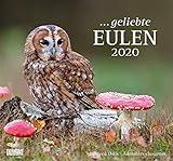  ... geliebte Eulen 2020 - DuMont Wandkalender - mit den wichtigsten Feiertagen - Format 38,0 x 35,5 cm