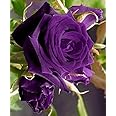 ALL TIME Purple Rose Climbing Live Flower Plant For Indoor and Gardening (Pack of 1) Purple Rose plant