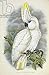 Produktbild Alu-Dibond-Bild 80 x 120 cm: "Blue-Eyed Cockatoo (colour litho)", Bild auf Alu-Dibond