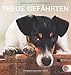 Hunde. Treue Gefährten 2014. Postkartenkalender by 