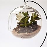 Vase En Verre Transparent Forme De Poire - Avec Trou De Drainage, Pour Plantes Ou Décoration