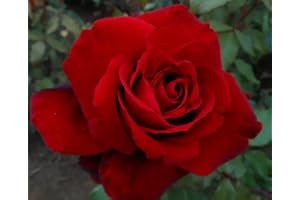 THE GARDEN ROSE COMPANY Crimson Cascade - Red Climbing Rose - 4L Potted