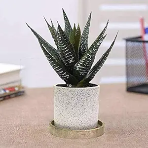 Lasaki Mulan White Ceramic Pots with Wooden Stand Plate for Indoor Plants Planters Flower pots Outdoor Succulent Pot(wp5)