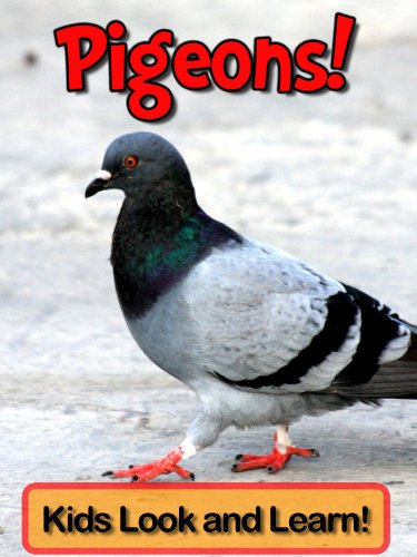 Pigeons! Learn About Pigeons and Enjoy Colorful Pictures - Look and Learn! (50+ Photos of Pigeons) (English Edition) livre