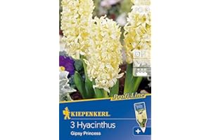 KIEPENKERL Profi-Line Hyacinthus Gipsy Princess, Hyazinthen