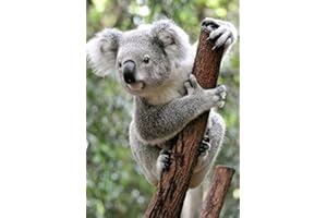 DCIDBEI Diy 5d Diamond Painting Koala Pittura con Diamante Mosaico con Numeri Pittura Diamanti Ricamo a Punto Croce per Adulti Decorazione da Parete per Adulti e Bambini Wall Art Painting 30 x 40 cm