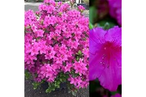 Carbeth Plants Azalea Plant - 2 x Pot of Purple Splendor Japanese Azalea Evergreen Shrub - Azaleas Ready to Plant Outdoor - Pot Plants Outdoor Garden Ready in Pots