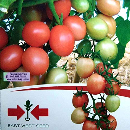 Shoopy Star Fresh! 5" Plant Coral Snake Live Plant Sanseveria stun Houseplant Chitra Garden