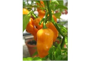 PREMIER SEEDS DIRECT - HOT Chilli Pepper - Habanero Orange - 50 Seeds