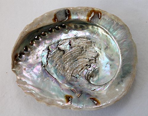 Ali Baba Räucherschale Abalone Muschel ca. 16x13cm - 4