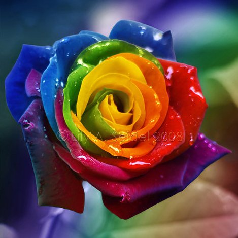 50 Samen seltene Regenbogen-Rose Samen, für Ihre Geliebte Regenbogen-Rosen-Blumensamen