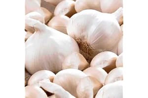SCHONE 2X Garlic White Casablanca Bulbs - Reliable Harvest - for Your Kitchen Garden