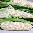 VIBEX -™ VXL-131 Sweet Corn Seeds -EDEN WHITE - Hybrid Sweet Tasting Corn