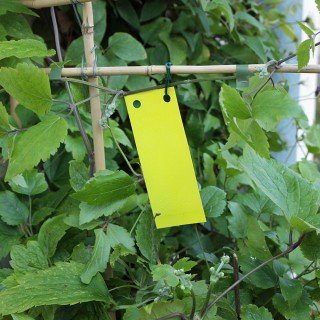 Gelbtafeln - Gelbsticker 20 Stück/5x12 cm - Leimtafeln
