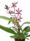 Oncidium 'Katrin Zoch' - sehr schöne und seltene...