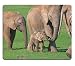 Produktbild Naturkautschuk Gaming Mousepad Mutter Elefant zeigt Zuneigung mit ihrem Kofferraum (Mauspad/Gaming-Mauspad)
