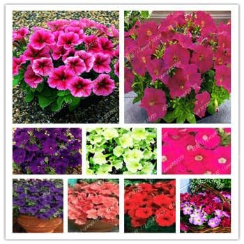 100pcs hängende Petunien Samen Melisse ursprünglichen