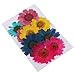 Produktbild Baoblaze 10 Stück Getrocknete Blumen Trocken Blätter Echte Blume Blüten für Handycover Schutzhülle machen - Farbe 0