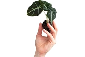 ‎PLNTS PLNTS - Baby Alocasia Black Velvet - Indoor Plant - Arrow Leaves - Real Plants for Indoor Use - 2 cm Cuttings - Height 10 cm