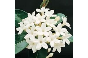 Haloppe 200 Unids Jasminum Flores Semillas de Plantas para la Plantación de Jardín en Casa, Semillas de Flores de Jazmín Jasminum Sambac Planta Perenne Jardín Balcón Decoración Semillas de jazm