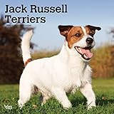 Jack Russell Terriers International 2020 - 16-Monatskalender mit freier DogDays-App: Original BrownTrout-Kalender [Mehrsprachig] [Kalender] (Wall-Kalender) by 