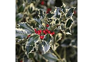 Agrifoglio variegato "Ilex aquifolium Argentea Marginata" pungitopo 3 piante in vaso bio ø8 cm Vivaio di Castelletto