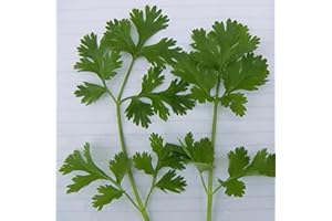 JUST SEED JustSeed - Herb - Coriander Lemon - 2000 Seeds