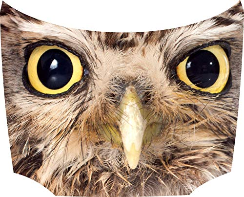 wodtke-werbetechnik - Adesivo per Cofano, Motivo: Gufi e Occhi