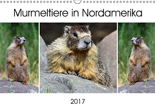 Murmeltiere in Nordamerika (Wandkalender 2017 DIN A3 quer): Aufmerksame Murmeltiere auf Gebirgssteigungen und alpinen Wiesen von Nordamerika (Monatskalender, 14 Seiten ) (CALVENDO Tiere)
