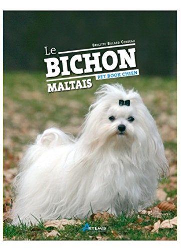 Download Bichon Maltais