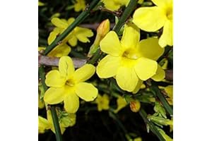 COUNTRY CLIMBERS & GARDEN FAVOURITES Jasmine nudiflorum Yellow Winter Flowers 1 Litre Pot