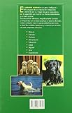 Image de El Labrador Retriever